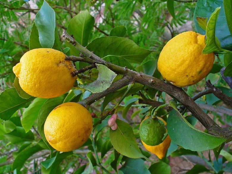 Cây Thanh yên. Citrus medica L - Cây Thuốc Nam Quanh Ta